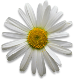 img-daisy.png